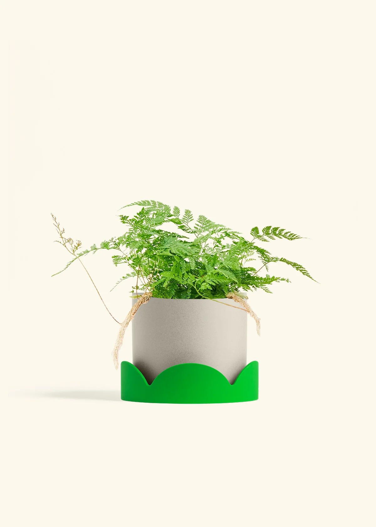 Rabbit Foot Fern - Image 35