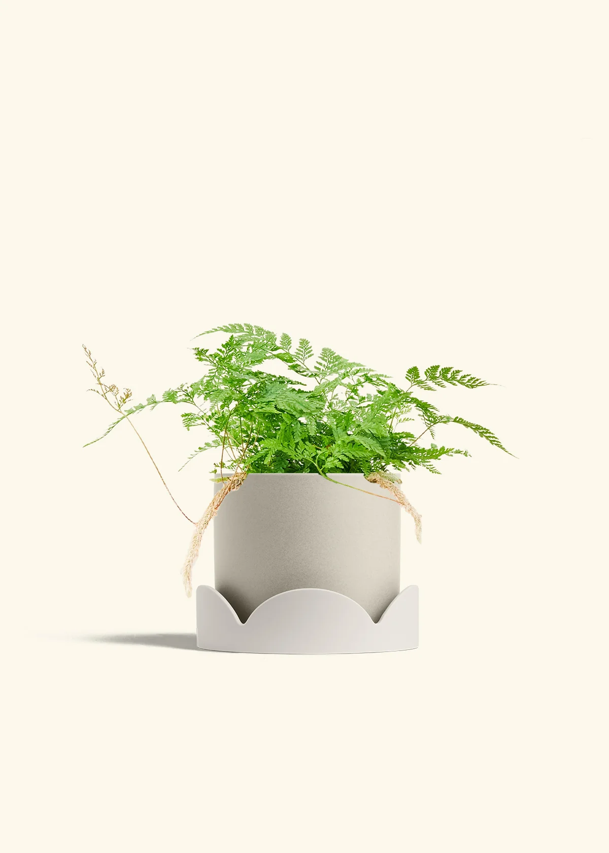 Rabbit Foot Fern - Image 36