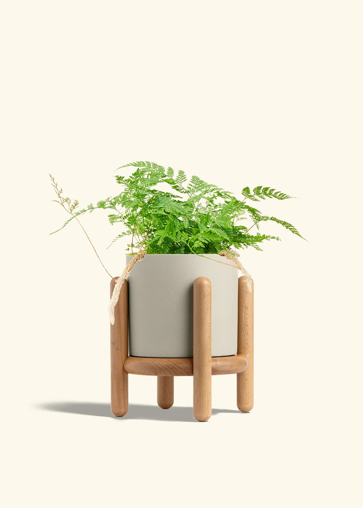 Rabbit Foot Fern - Image 37