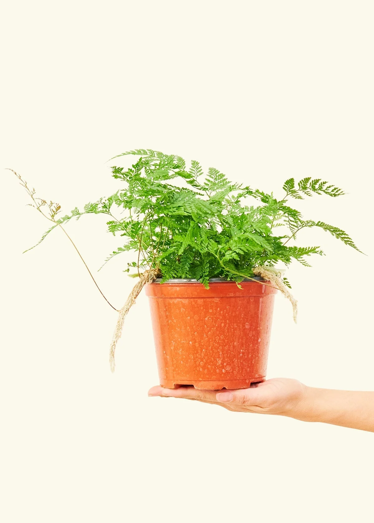 Rabbit Foot Fern - Image 38