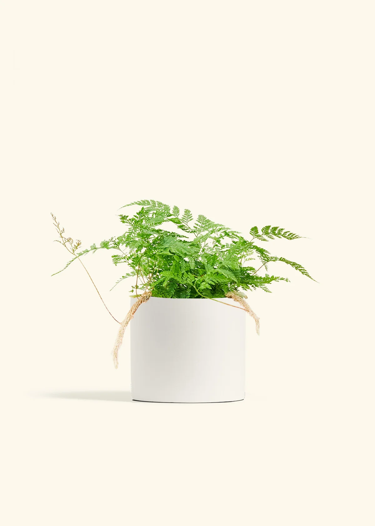 Rabbit Foot Fern - Image 39