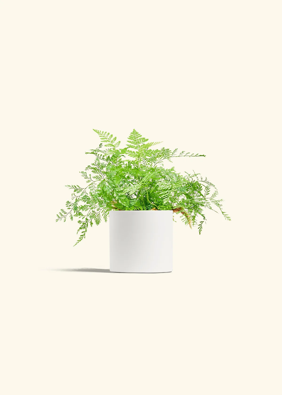 Rabbit Foot Fern - Image 4