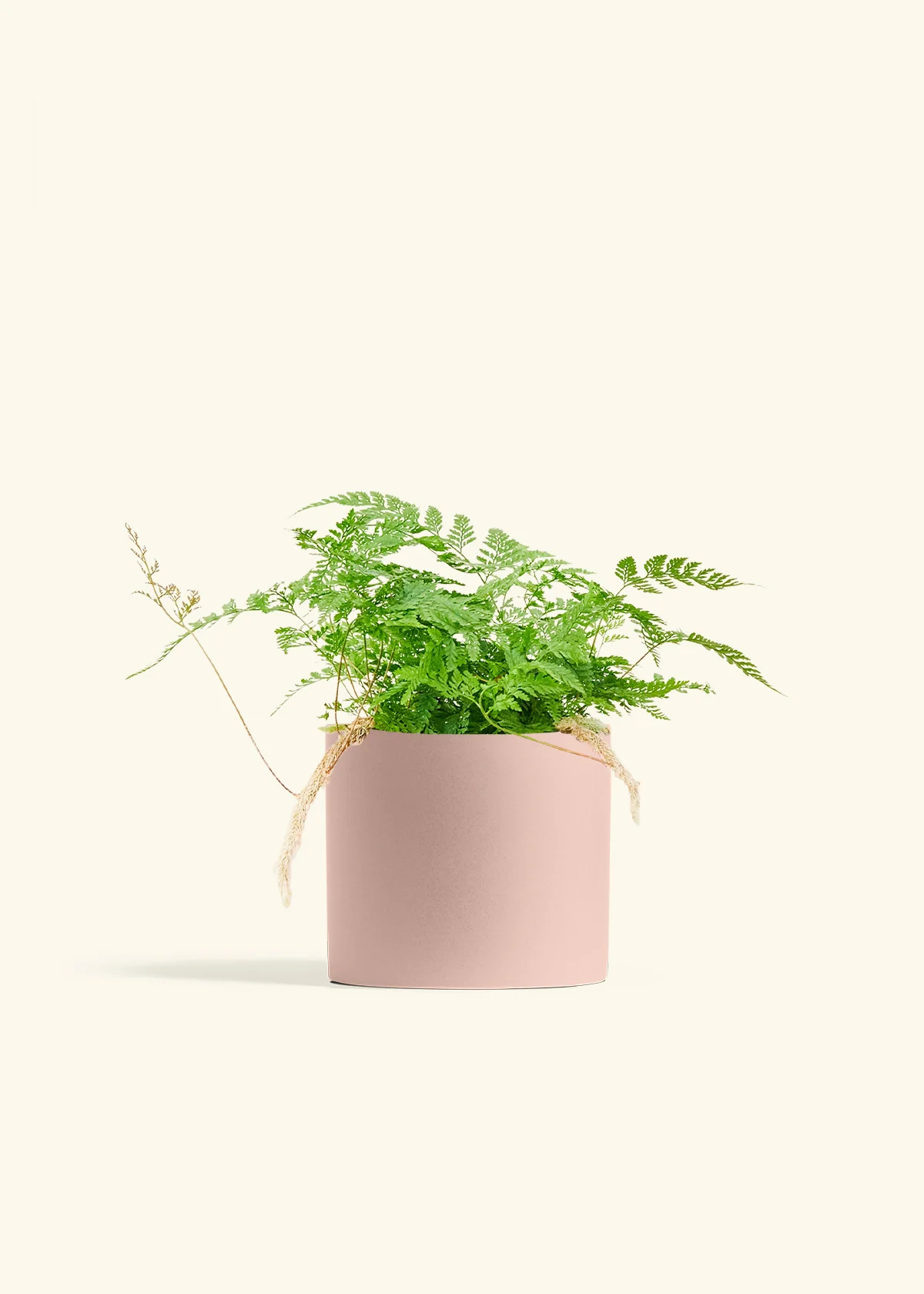 Rabbit Foot Fern - Image 40