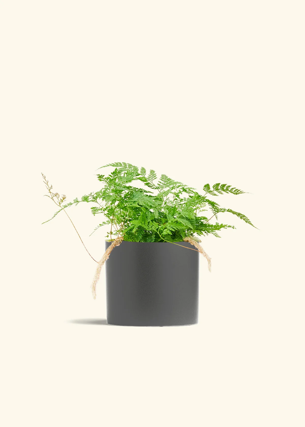Rabbit Foot Fern - Image 41