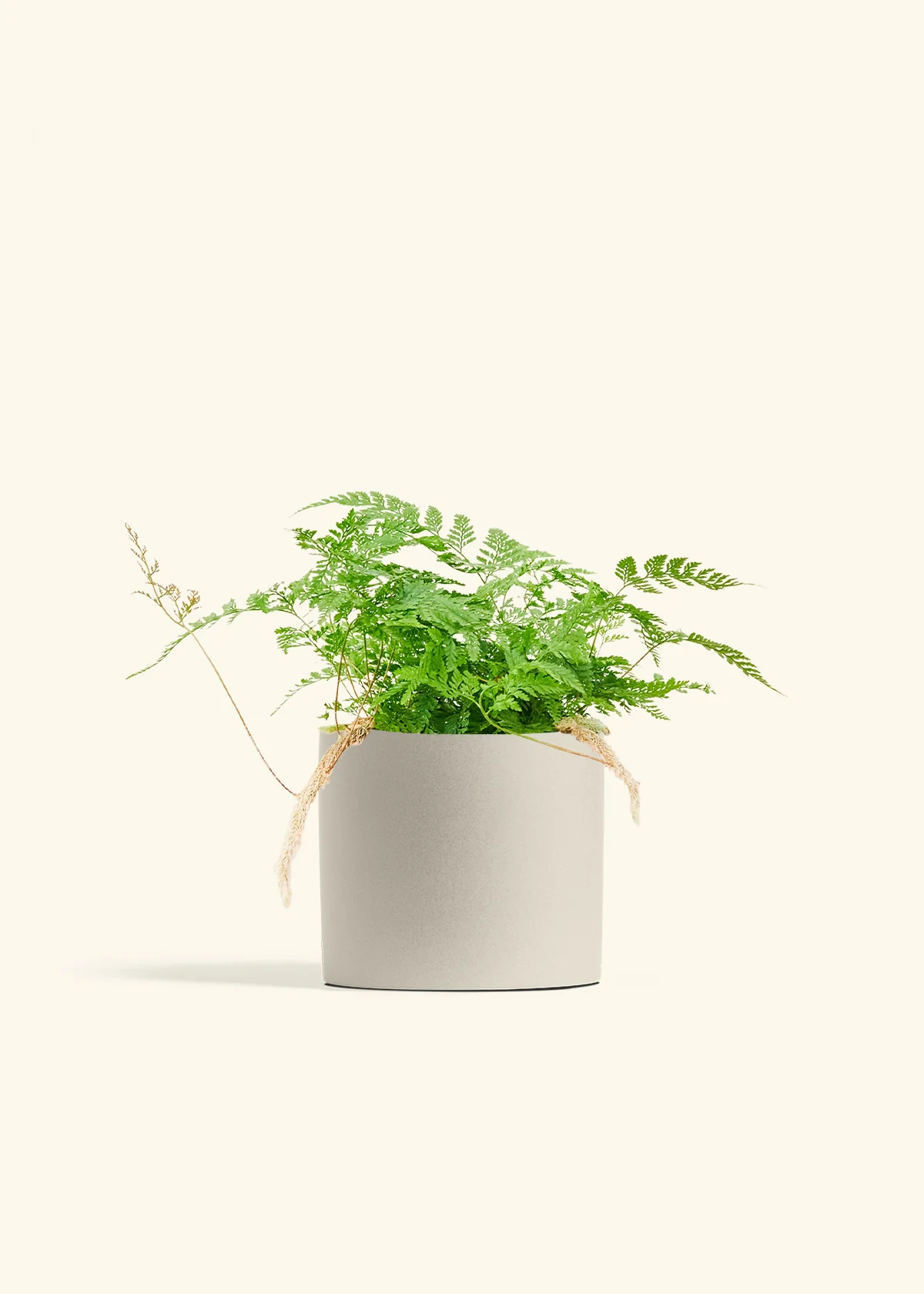Rabbit Foot Fern - Image 42
