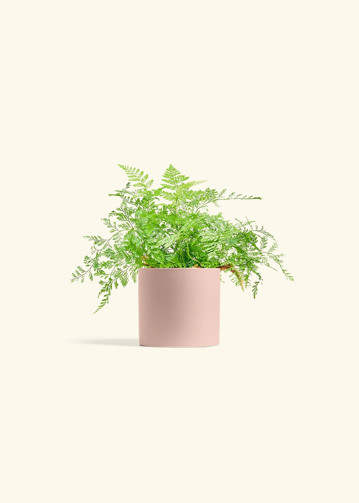 Rabbit Foot Fern - Image 5