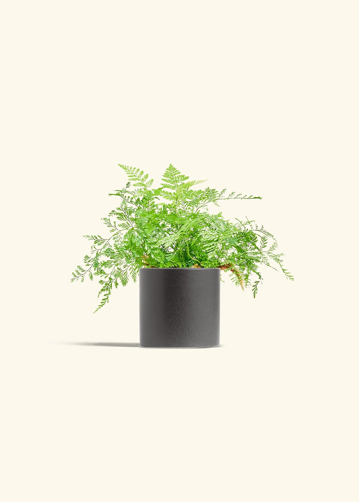 Rabbit Foot Fern - Image 6