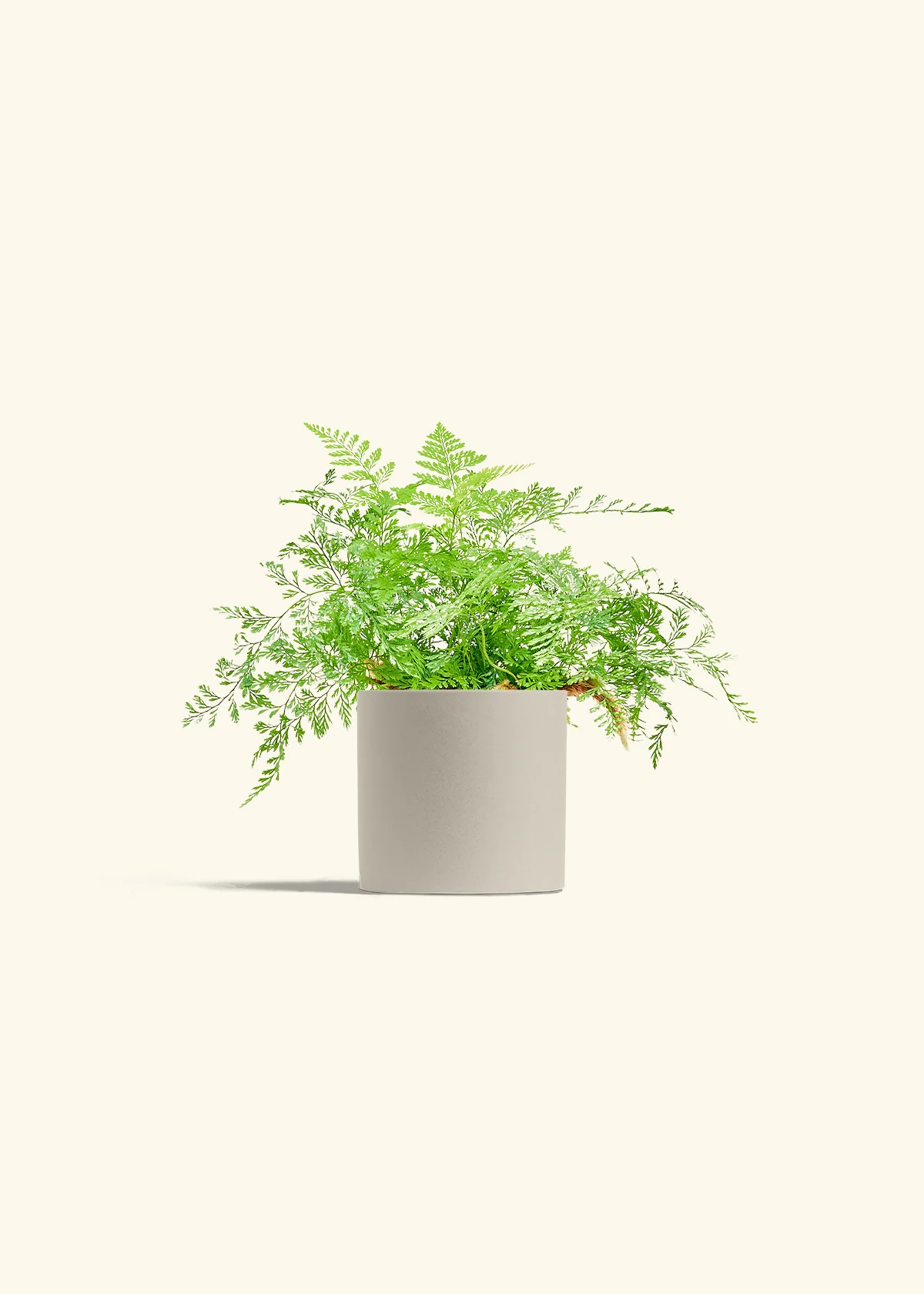 Rabbit Foot Fern - Image 7