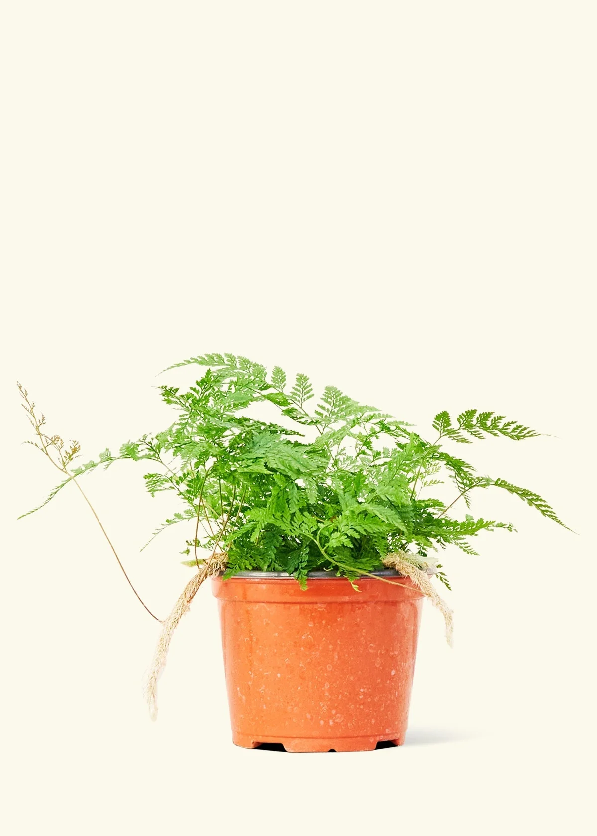 Rabbit Foot Fern - Image 8