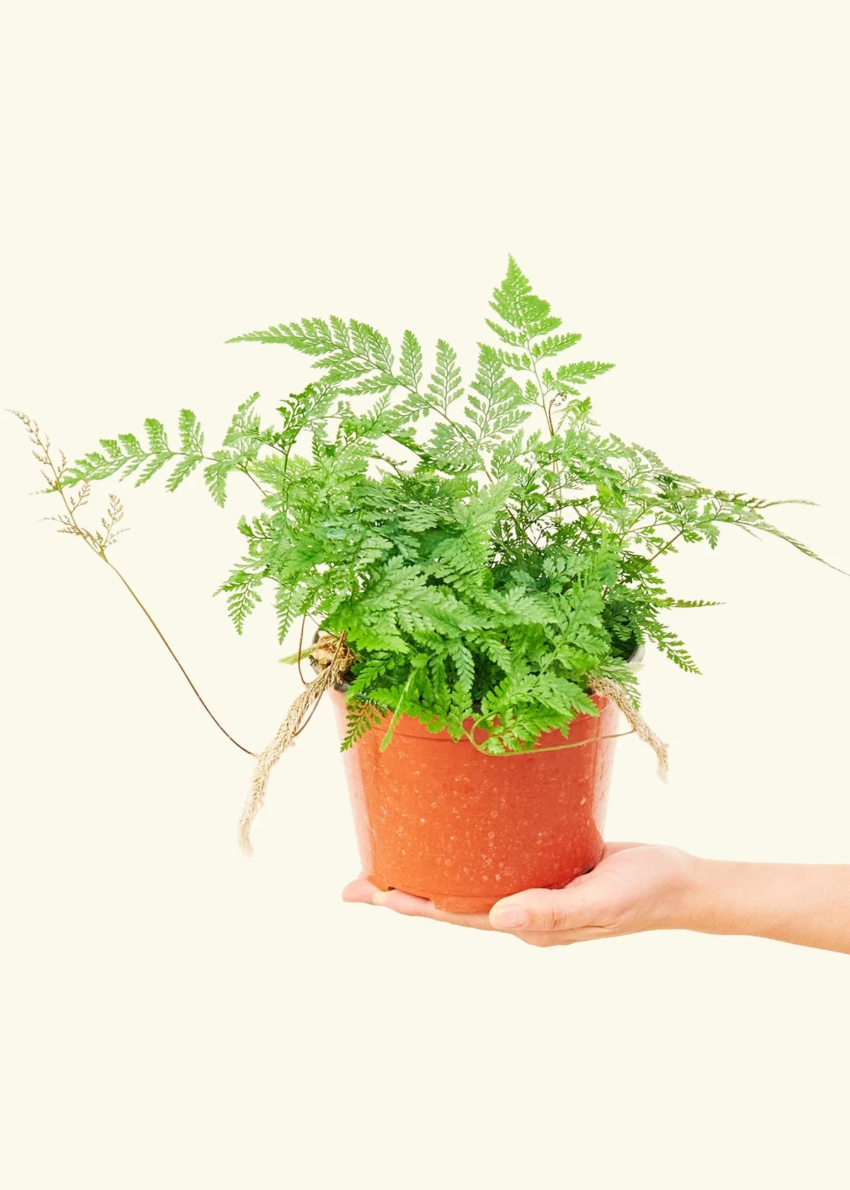 Rabbit Foot Fern - Image 9