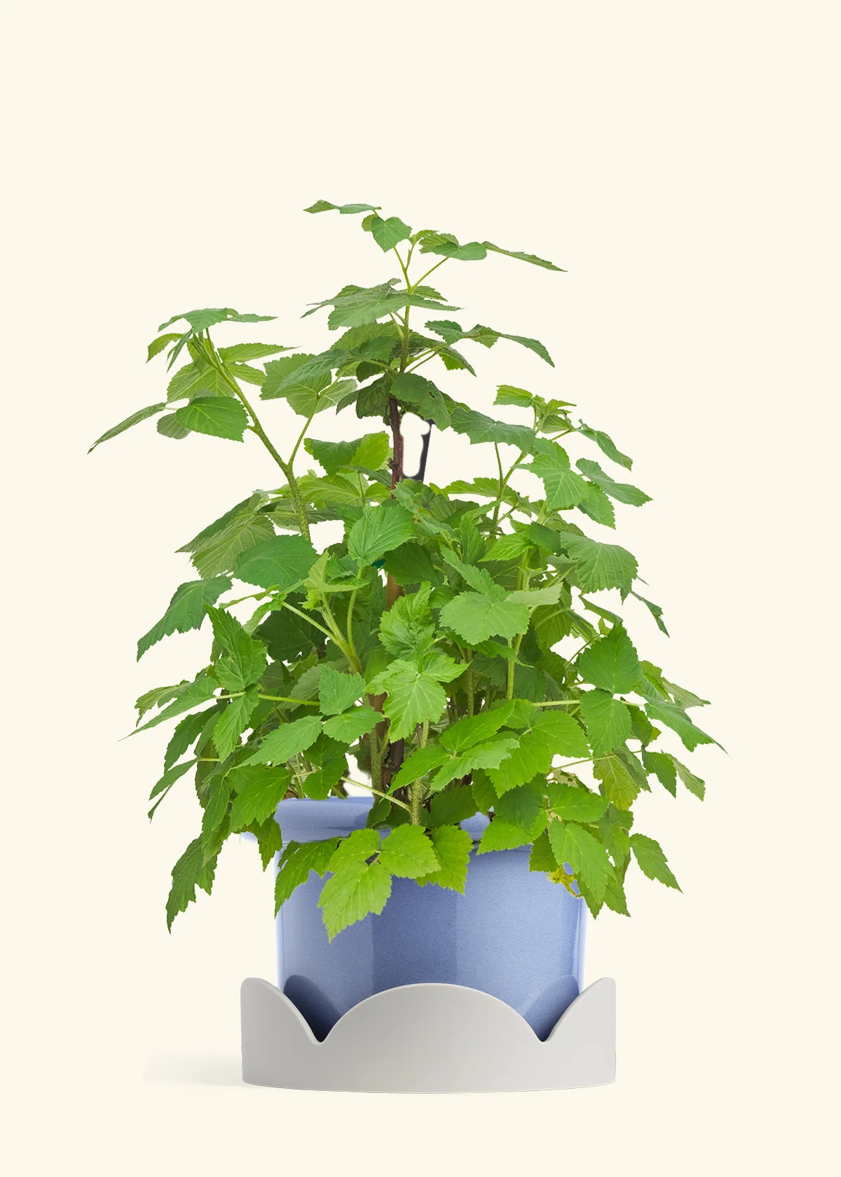 Raspberry Bush - Image 10