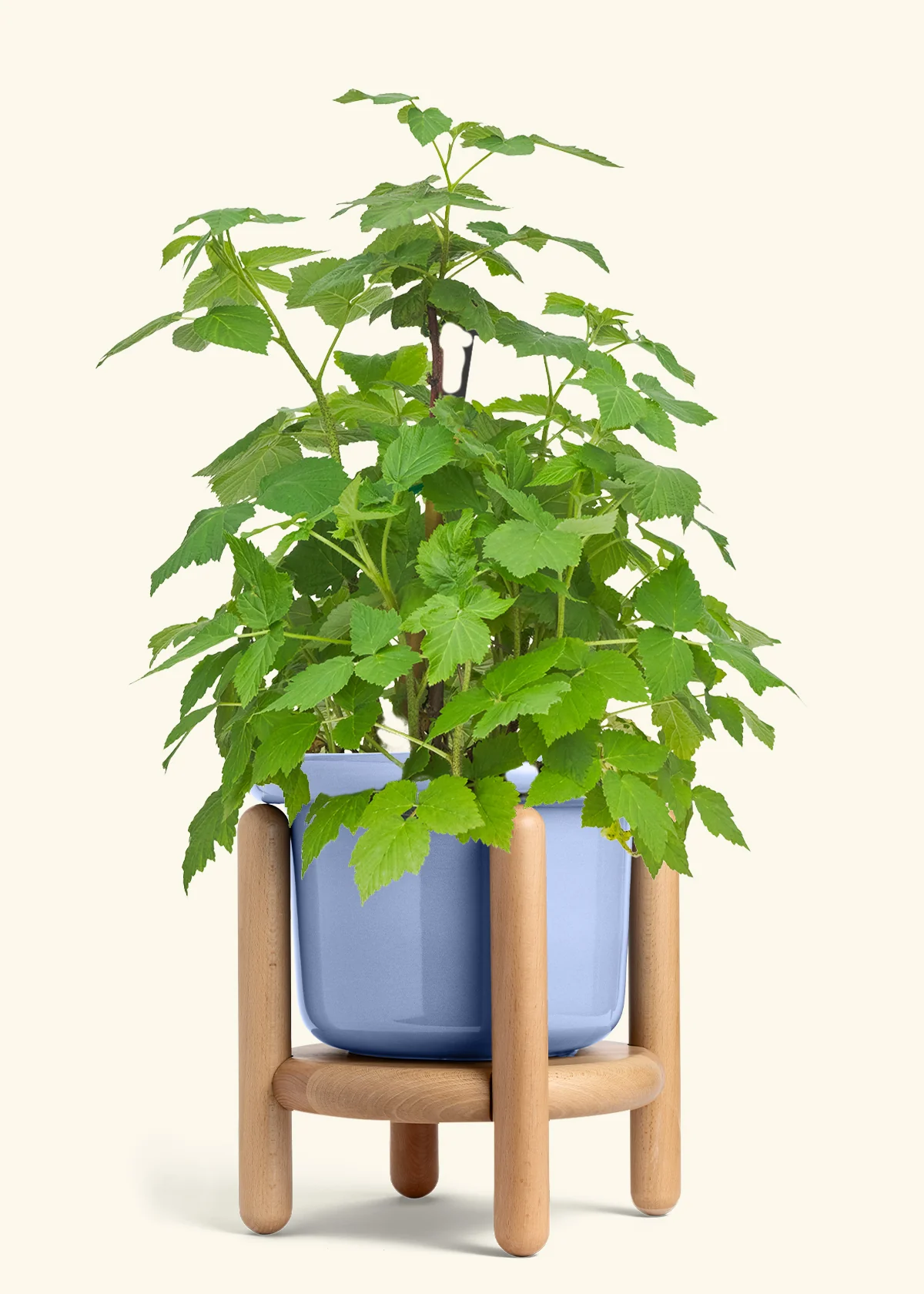 Raspberry Bush - Image 11