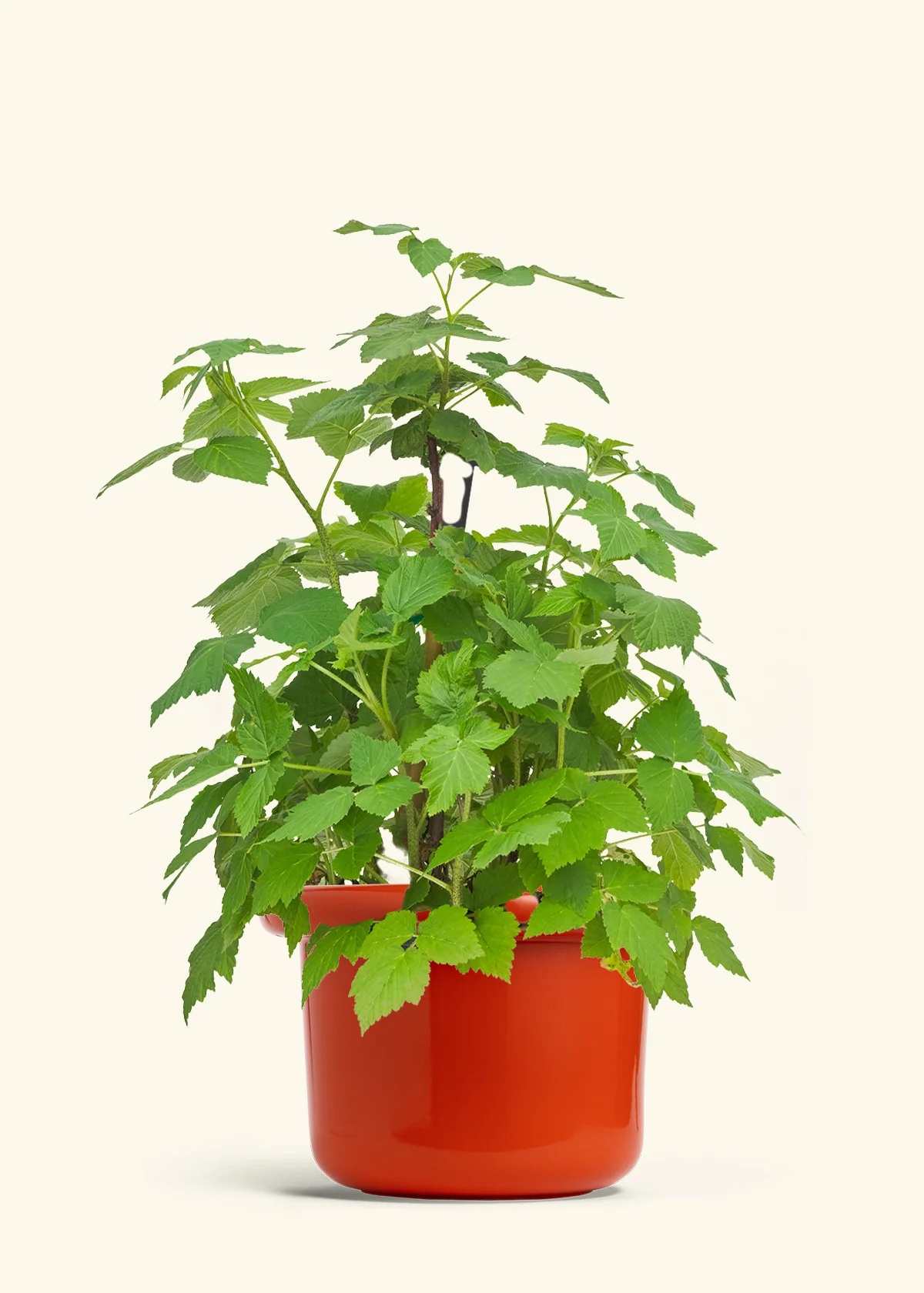 Raspberry Bush - Image 12