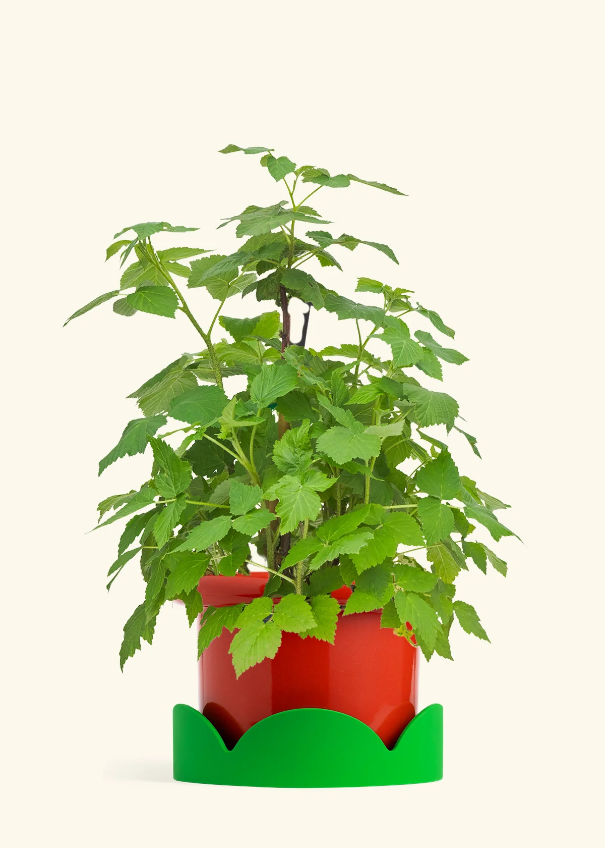 Raspberry Bush - Image 13