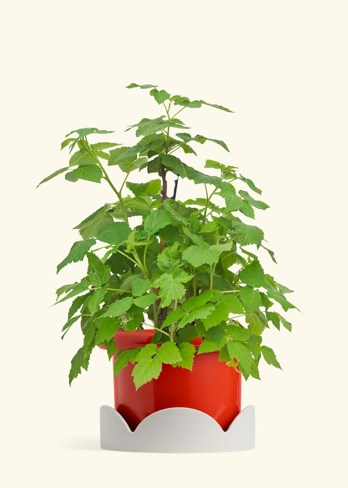 Raspberry Bush - Image 14