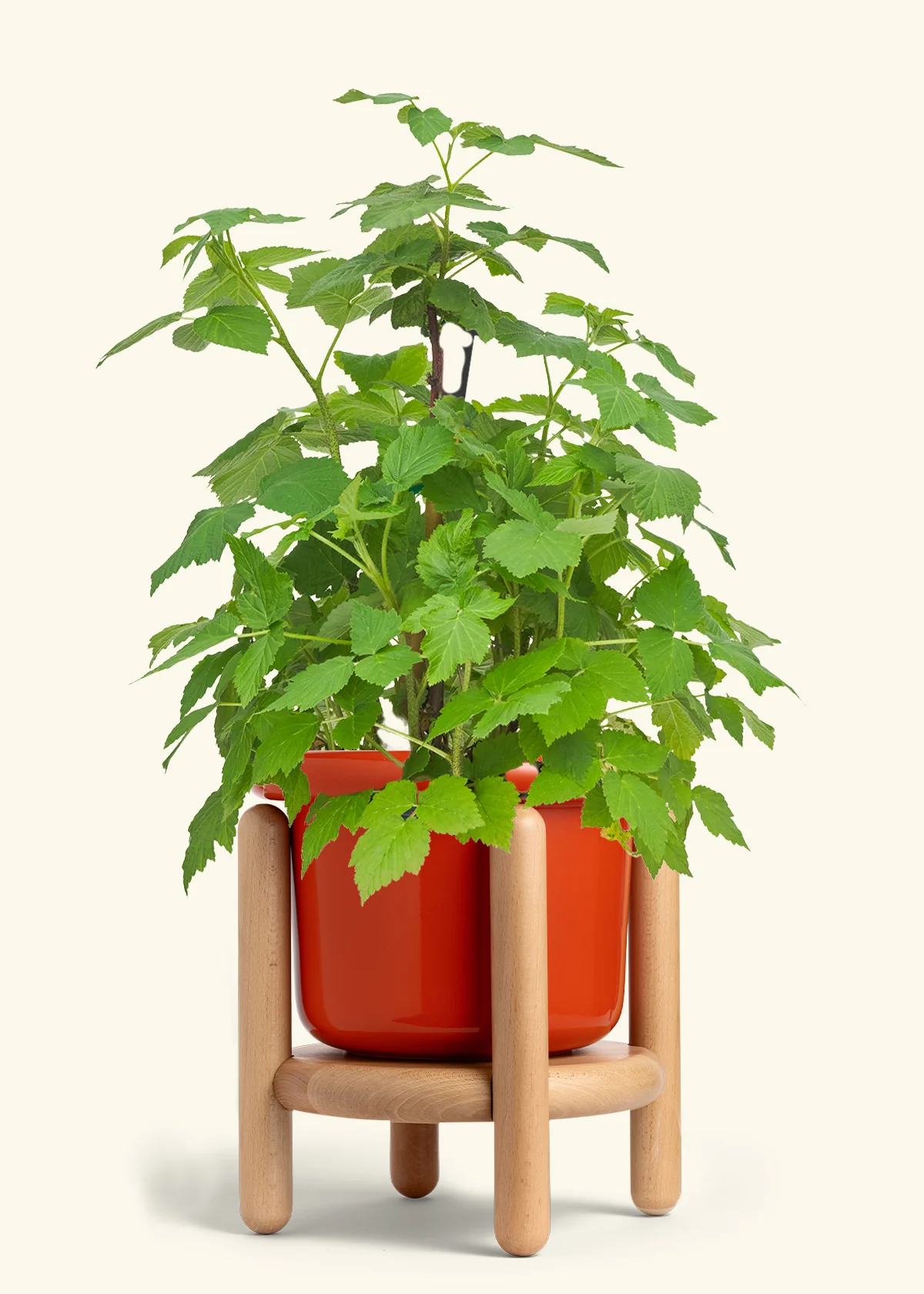 Raspberry Bush - Image 15
