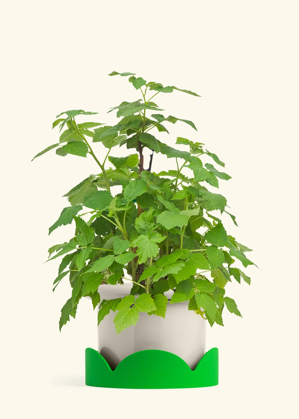 Raspberry Bush - Image 17