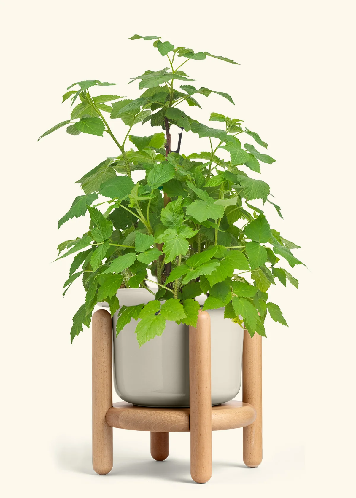 Raspberry Bush - Image 19