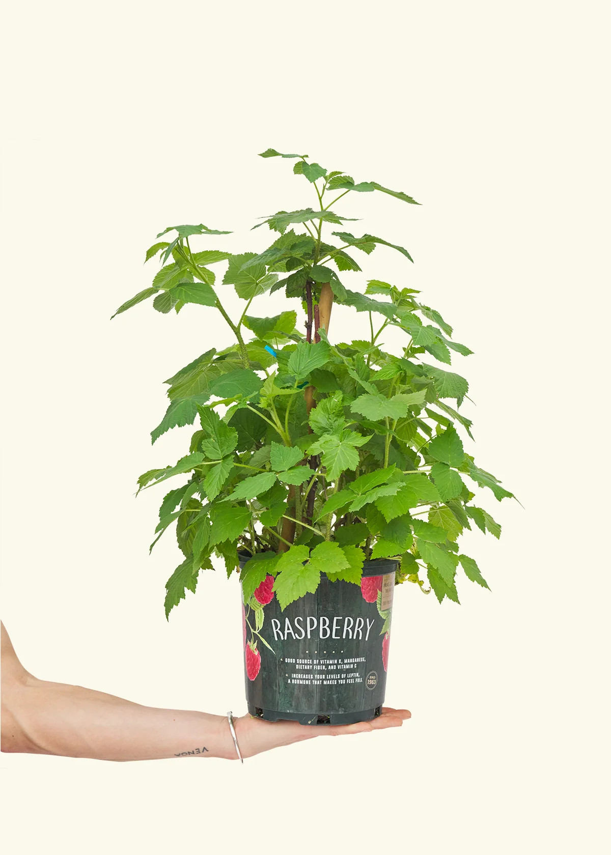 Raspberry Bush - Image 2