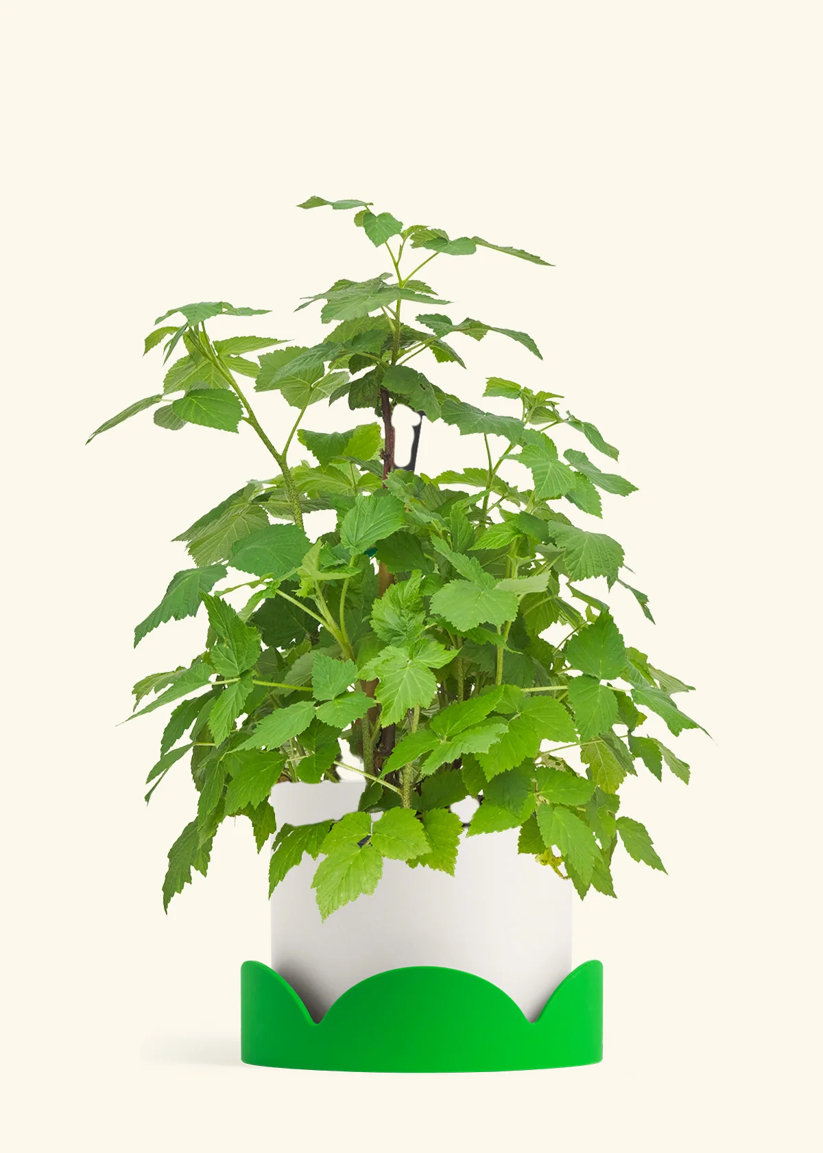 Raspberry Bush - Image 21
