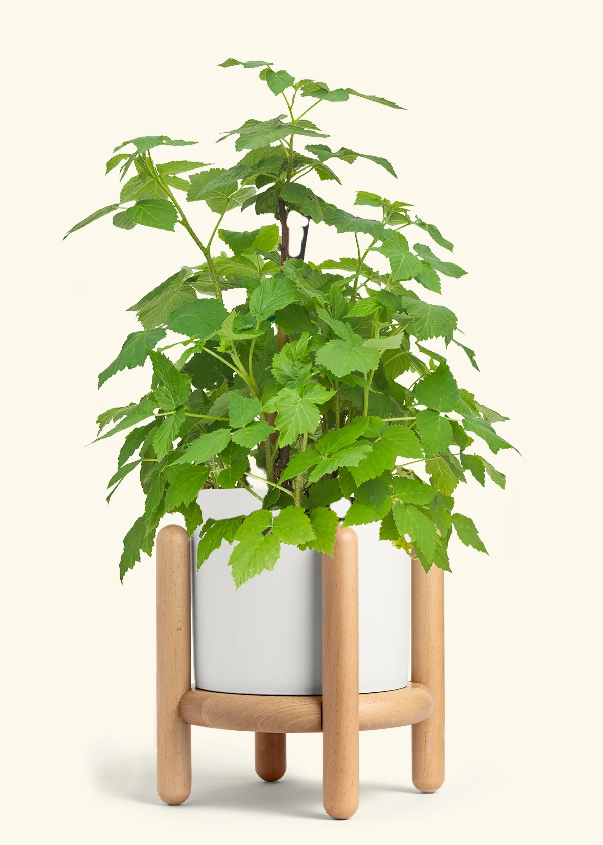 Raspberry Bush - Image 23