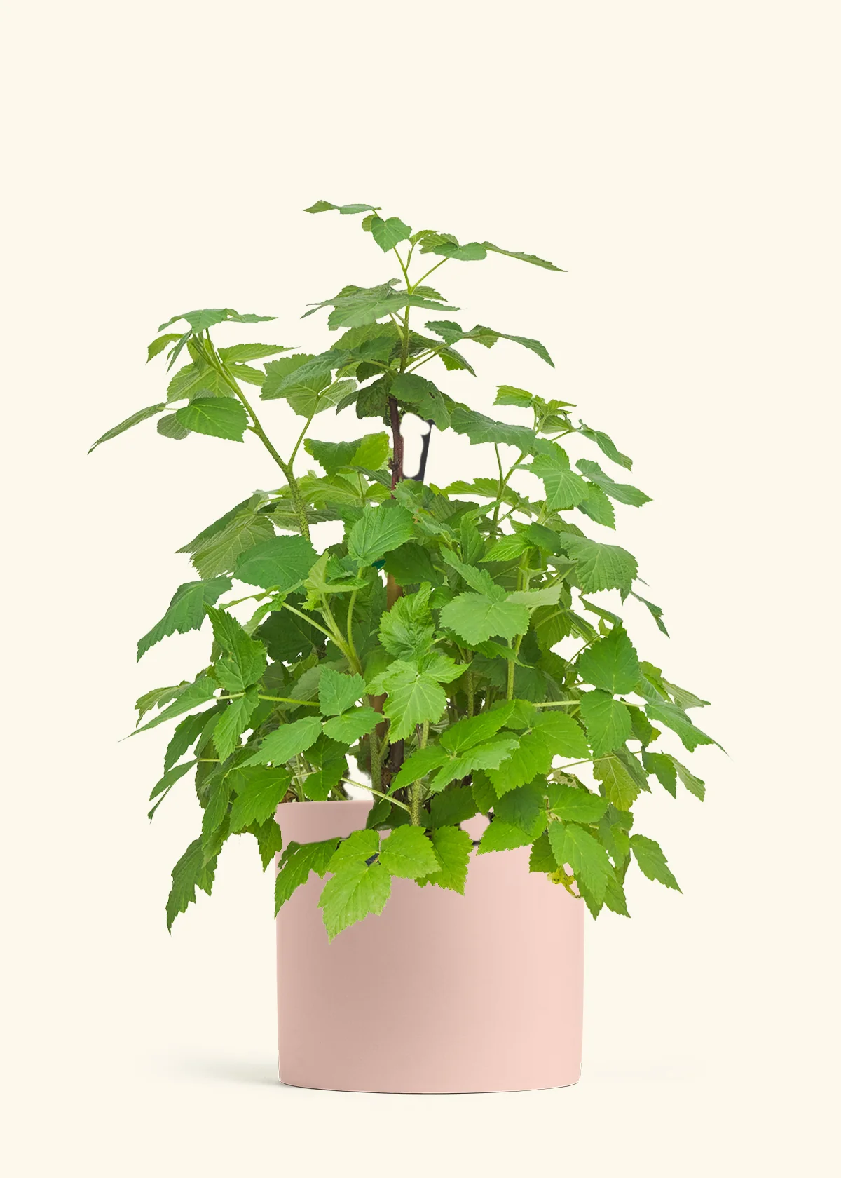 Raspberry Bush - Image 24