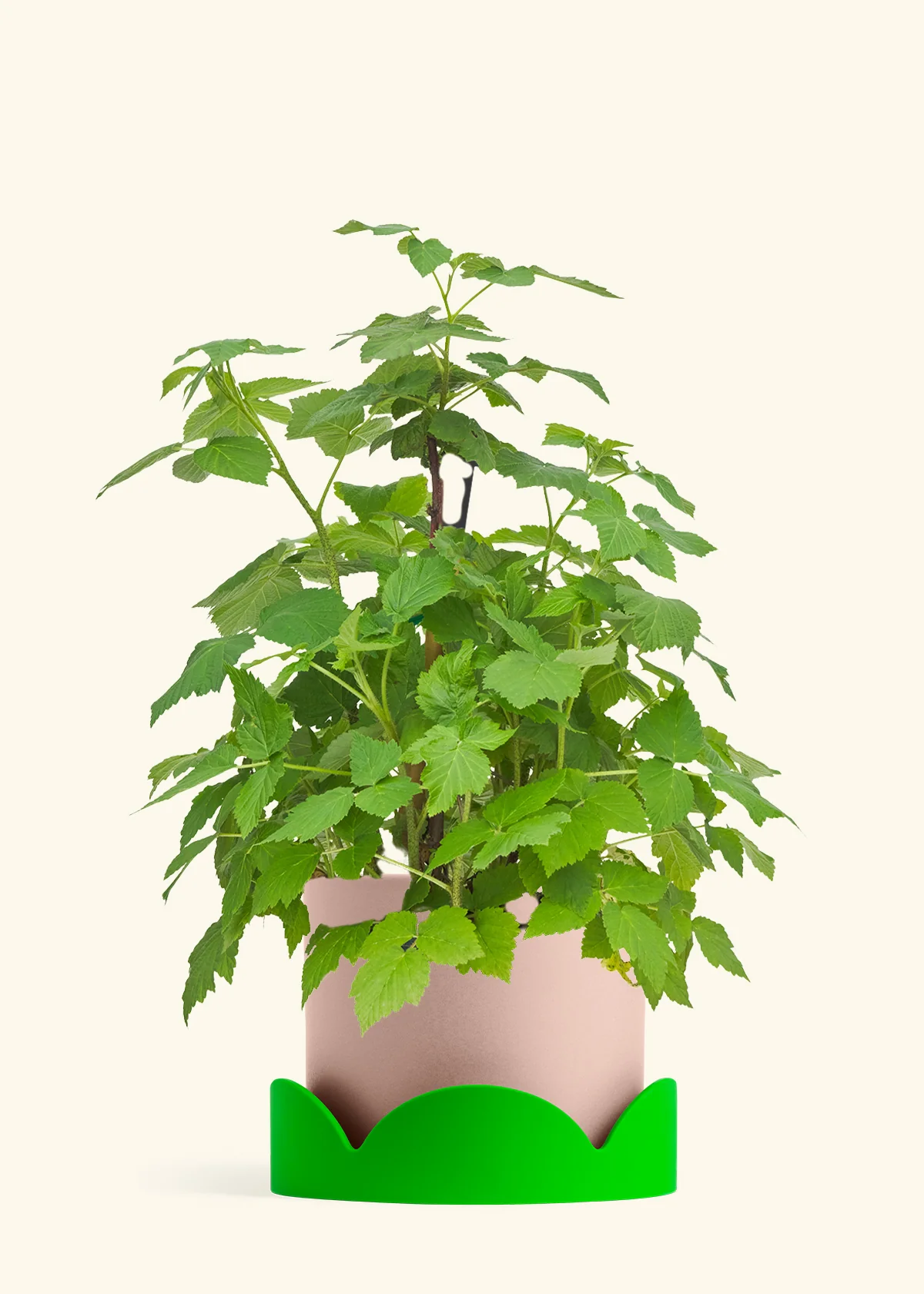 Raspberry Bush - Image 25