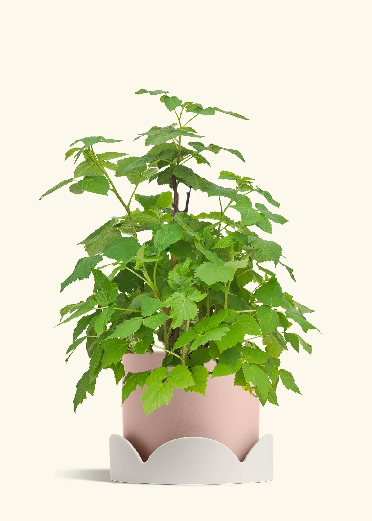 Raspberry Bush - Image 26