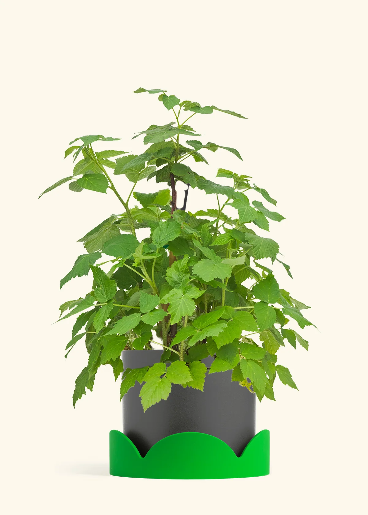 Raspberry Bush - Image 28