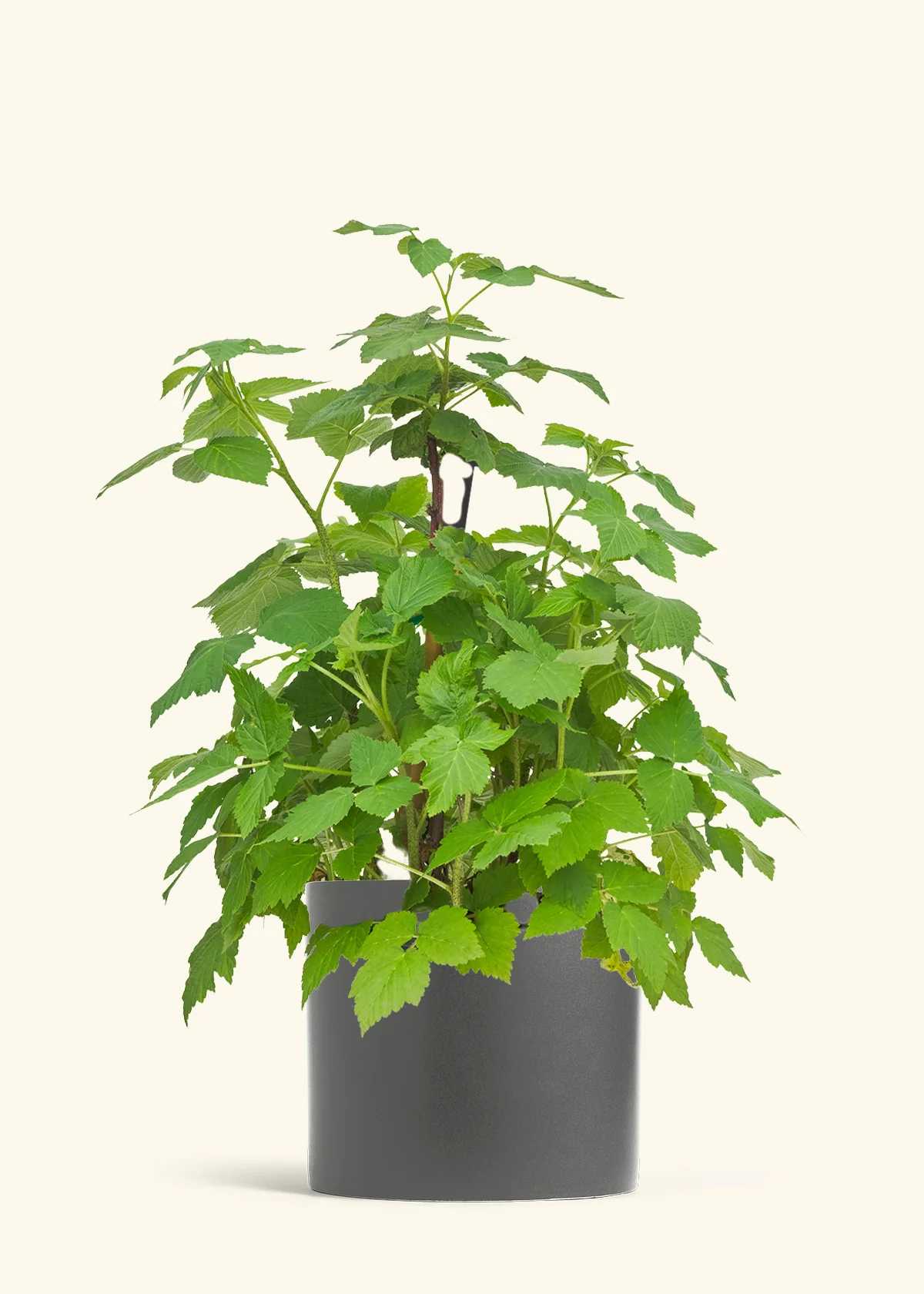Raspberry Bush - Image 29