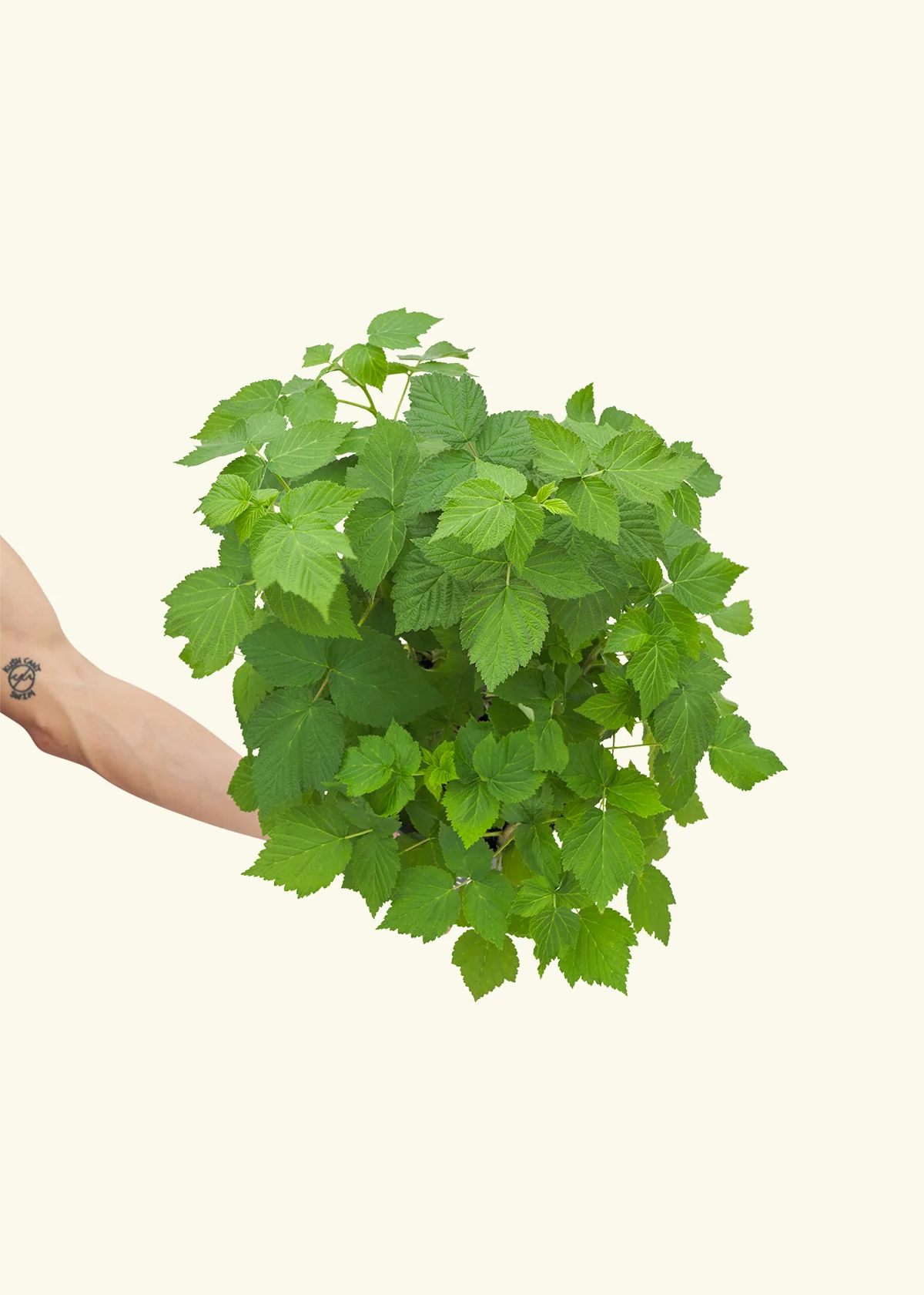 Raspberry Bush - Image 3
