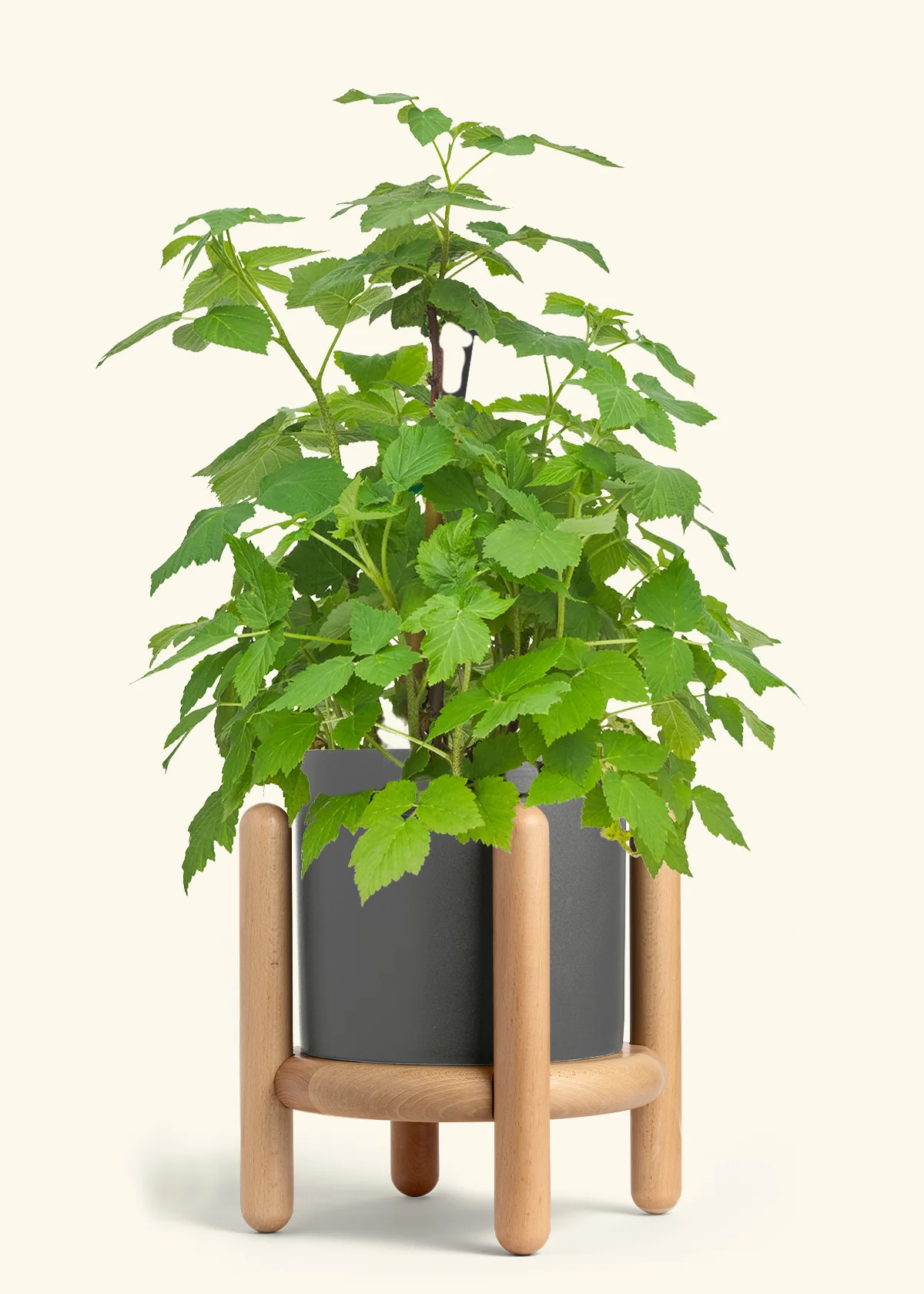 Raspberry Bush - Image 30