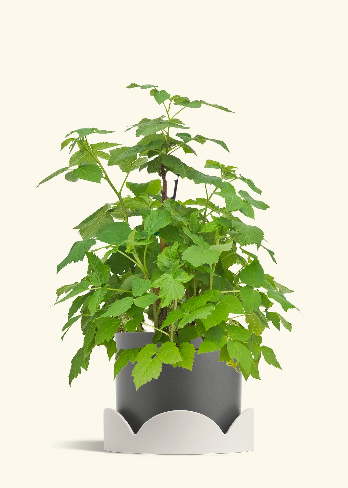 Raspberry Bush - Image 31