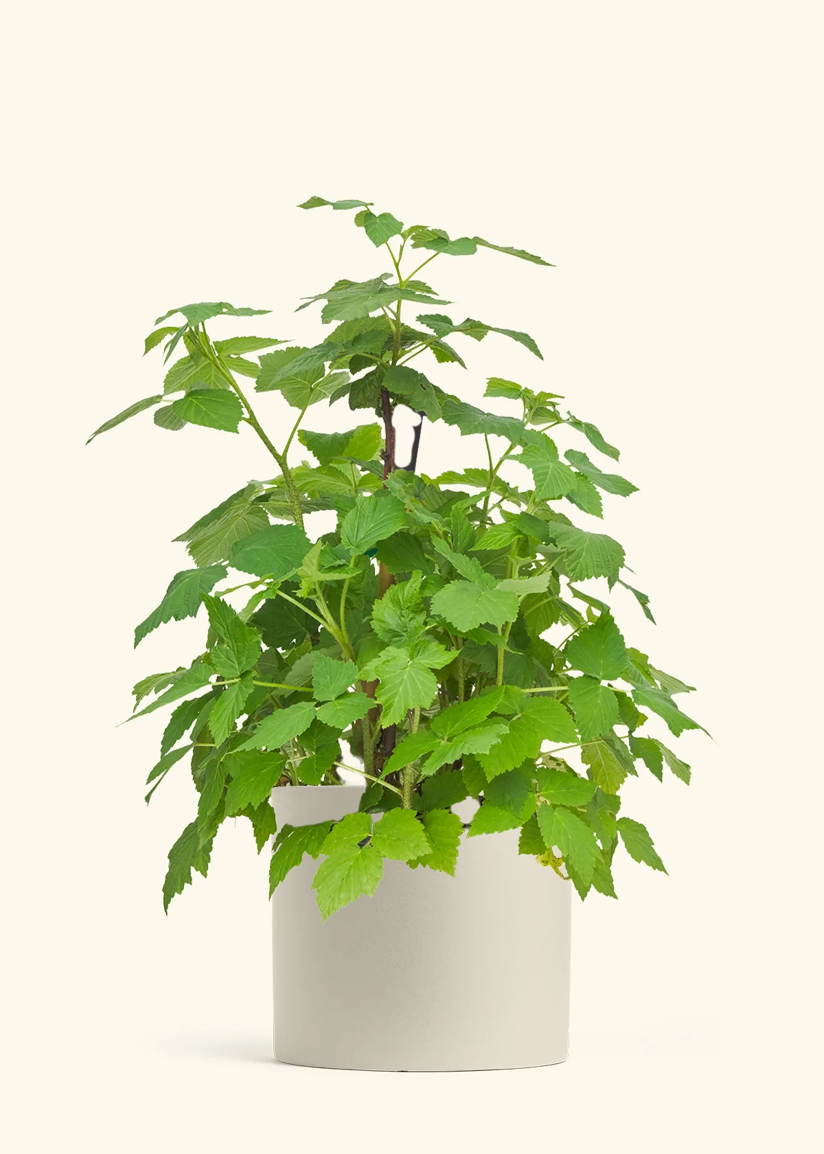 Raspberry Bush - Image 32