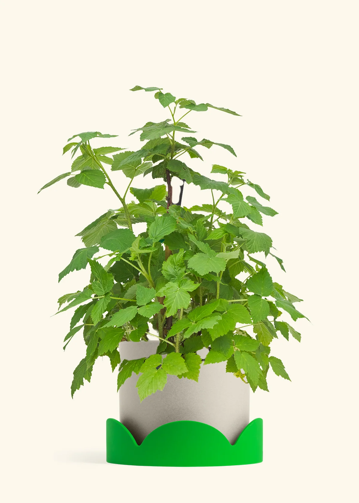 Raspberry Bush - Image 33