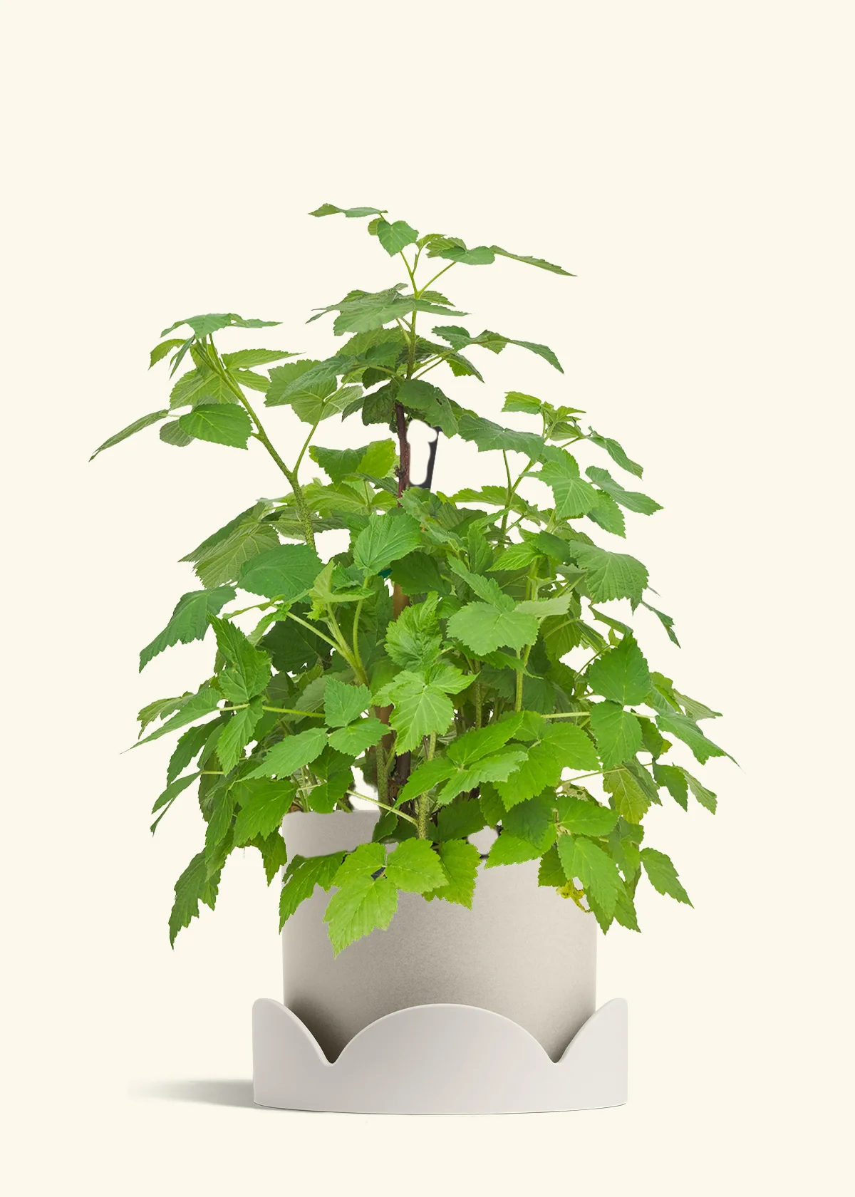 Raspberry Bush - Image 34