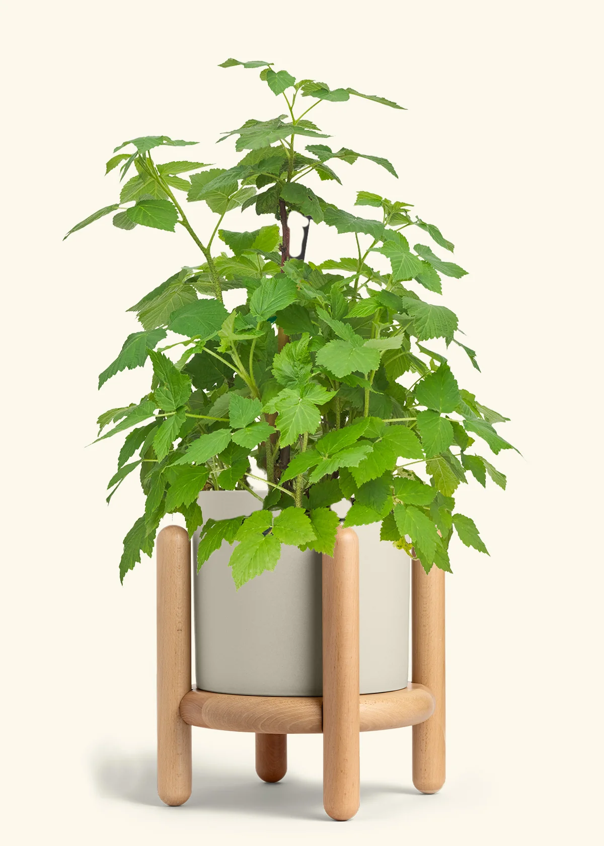 Raspberry Bush - Image 35