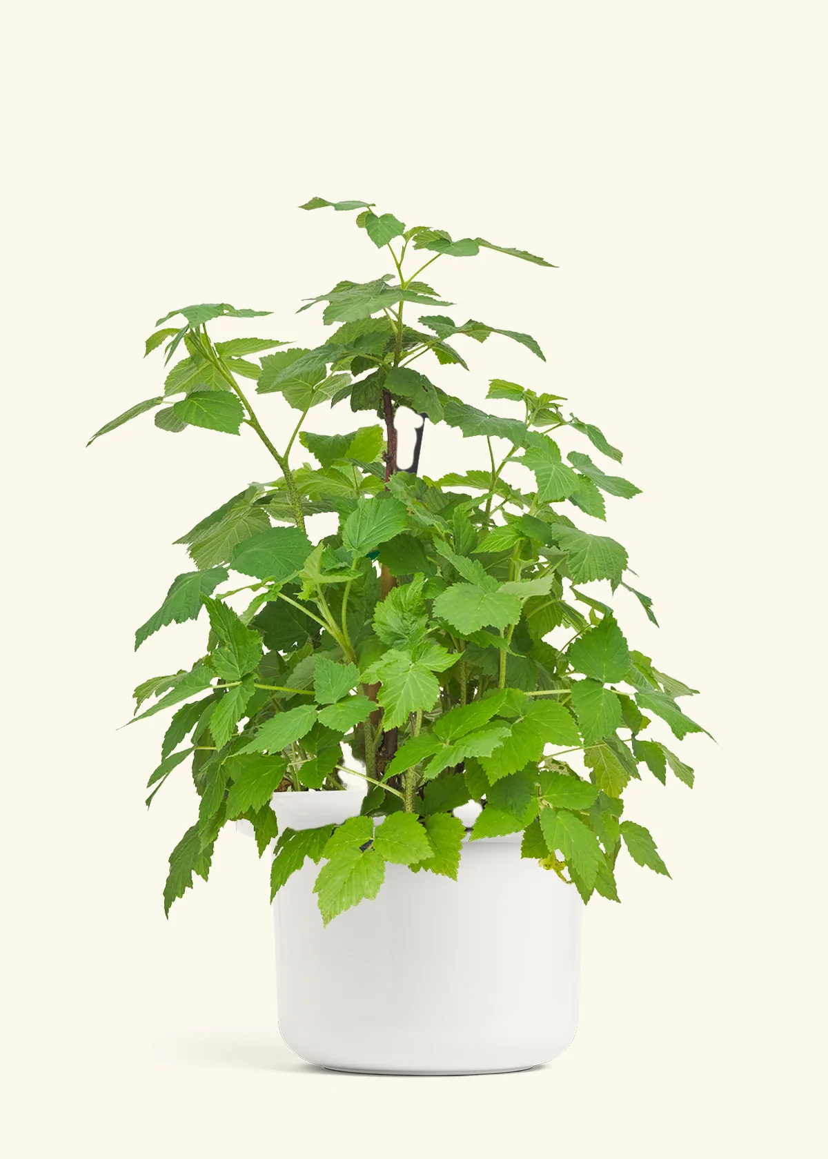 Raspberry Bush - Image 4