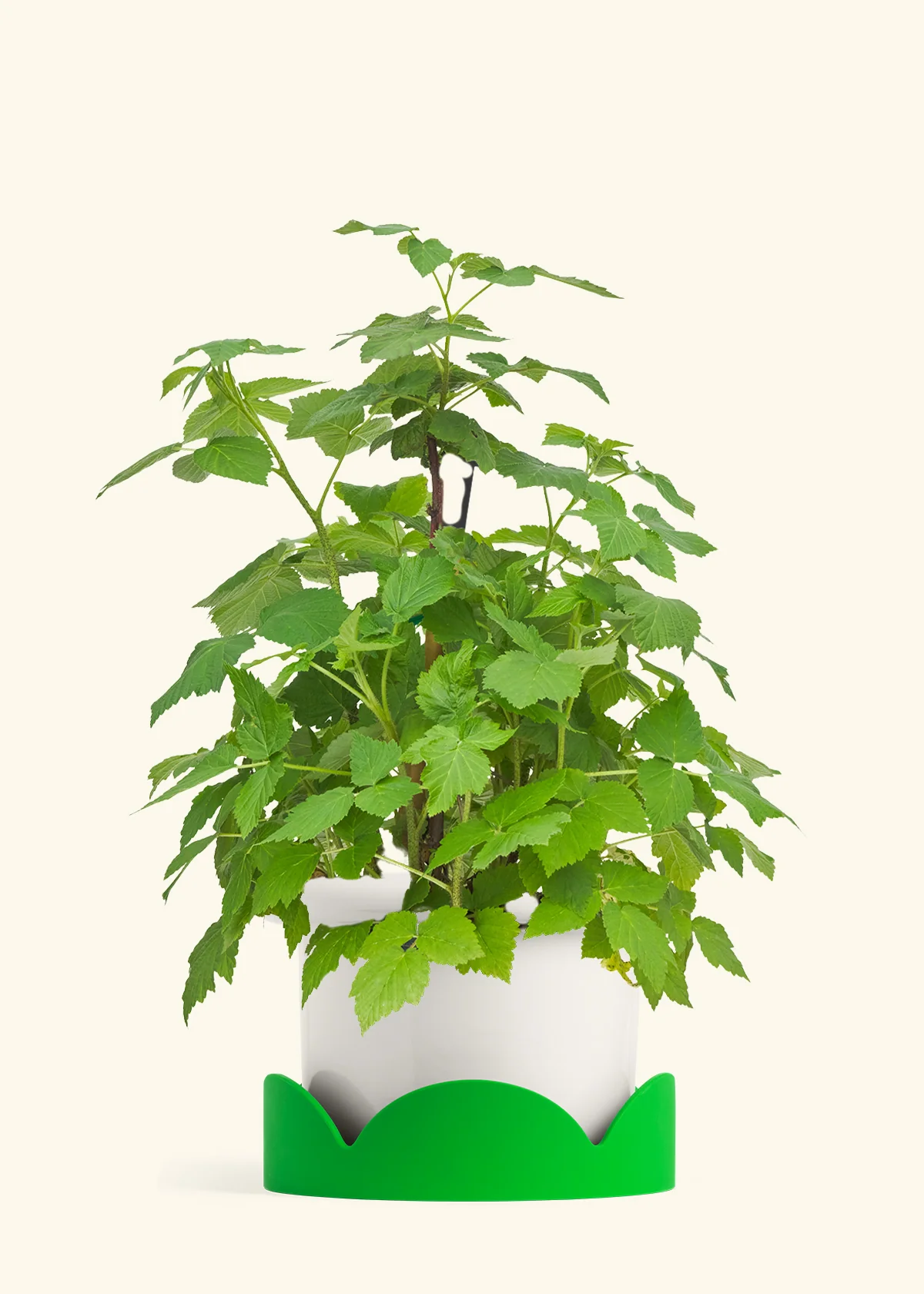 Raspberry Bush - Image 5