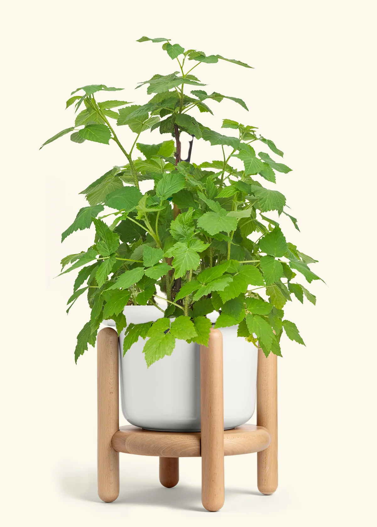 Raspberry Bush - Image 7