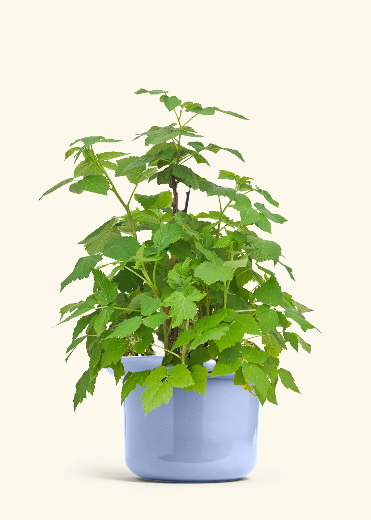 Raspberry Bush - Image 8