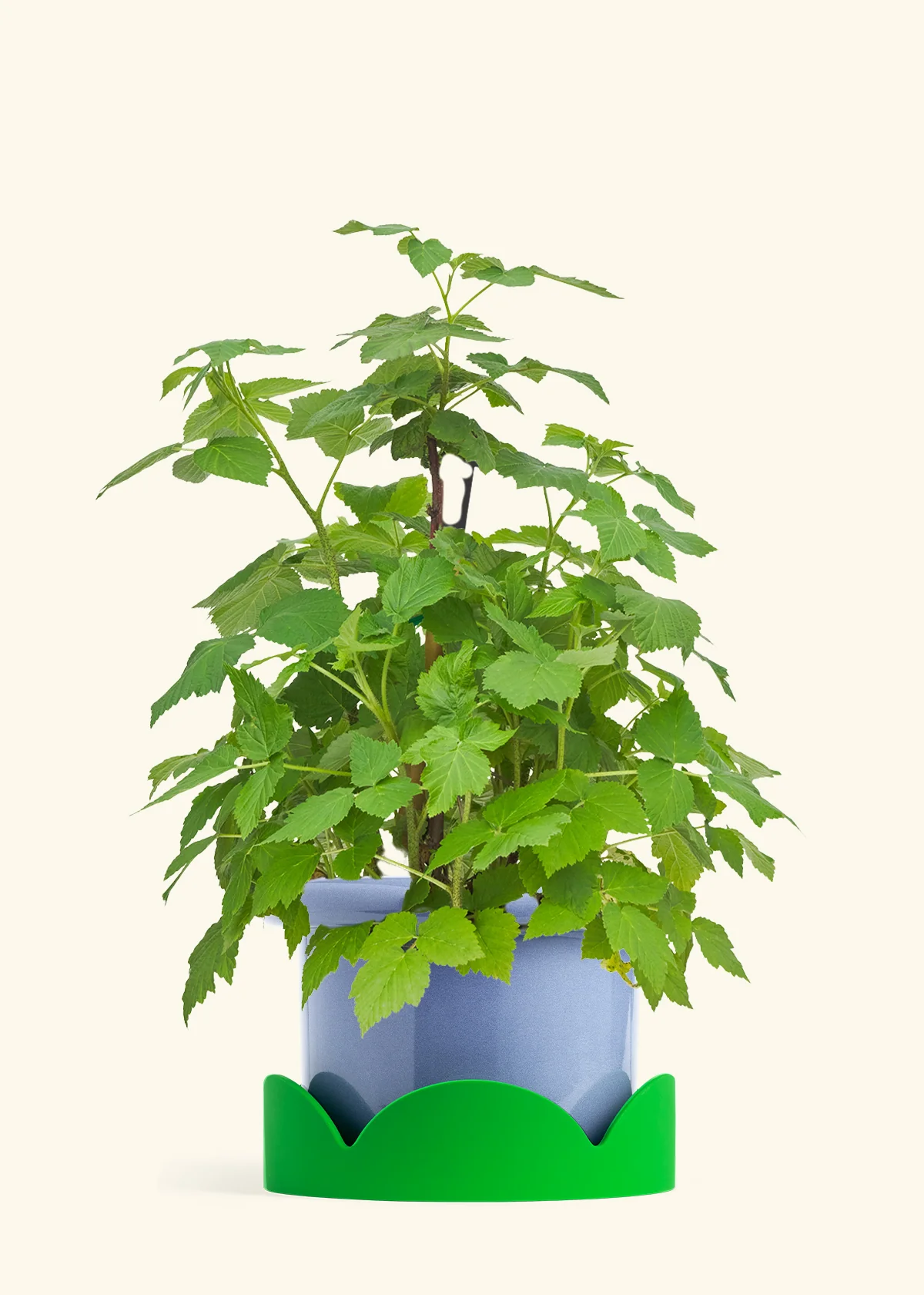 Raspberry Bush - Image 9