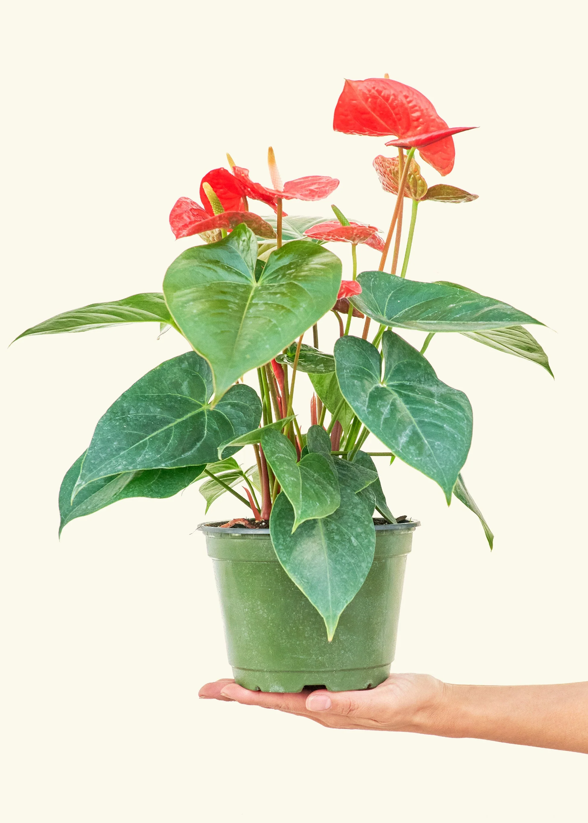 Anthurium 'Red Flamingo' - Image 10