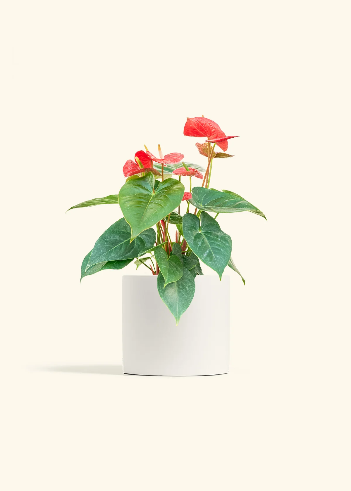 Anthurium 'Red Flamingo' - Image 11