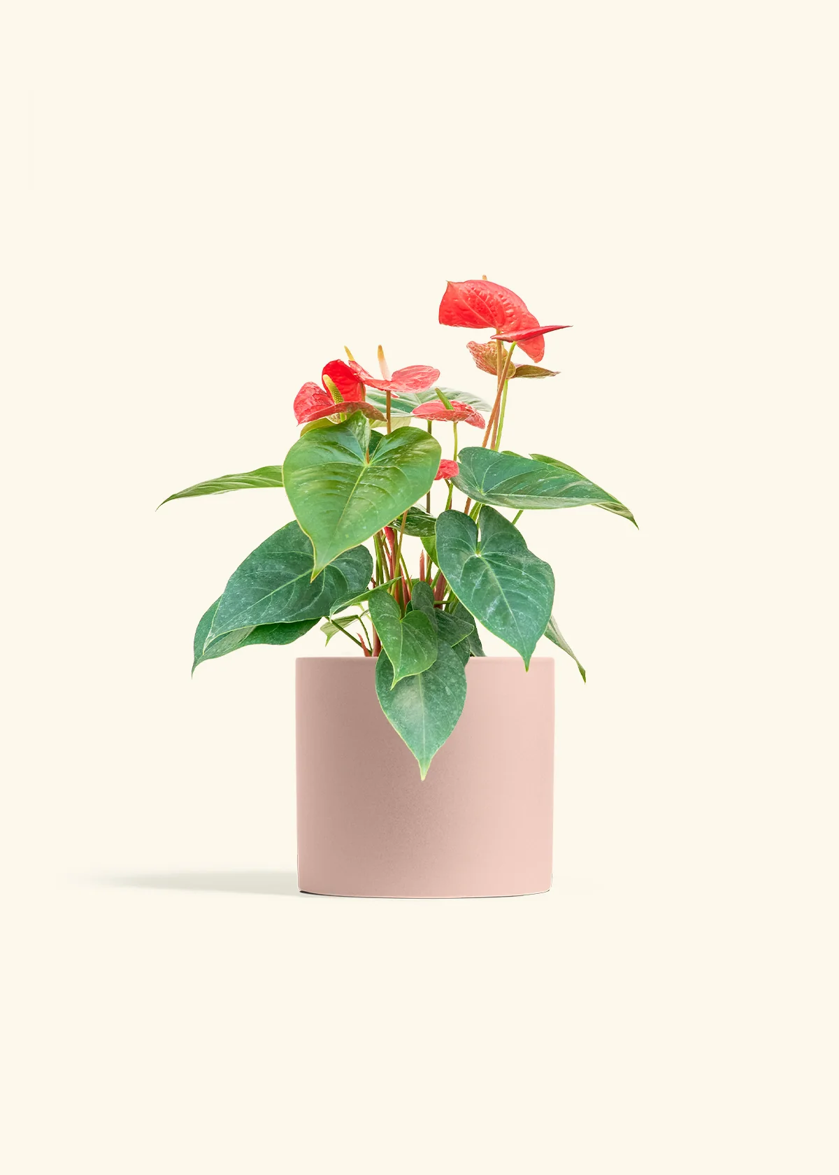 Anthurium 'Red Flamingo' - Image 12