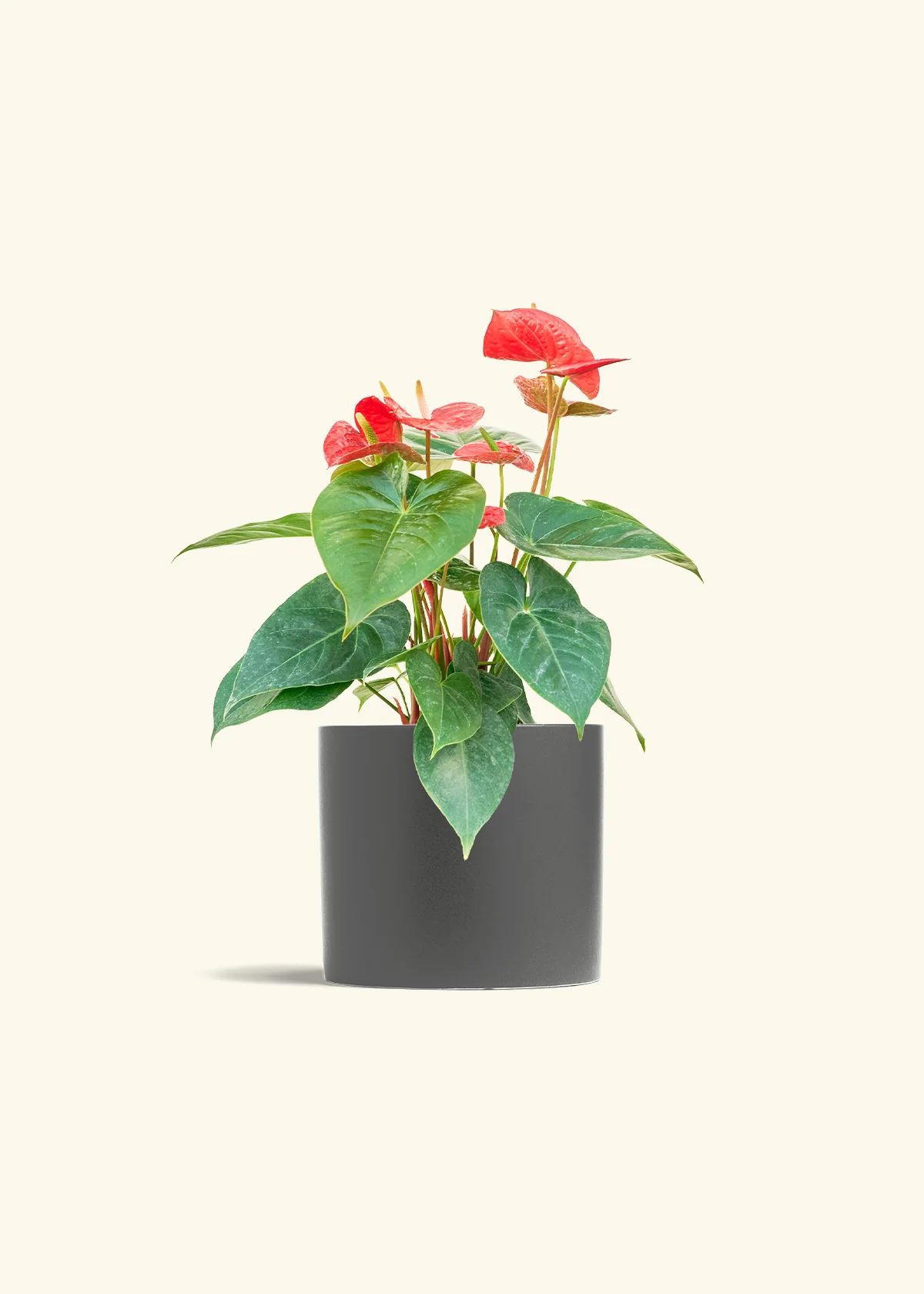 Anthurium 'Red Flamingo' - Image 13