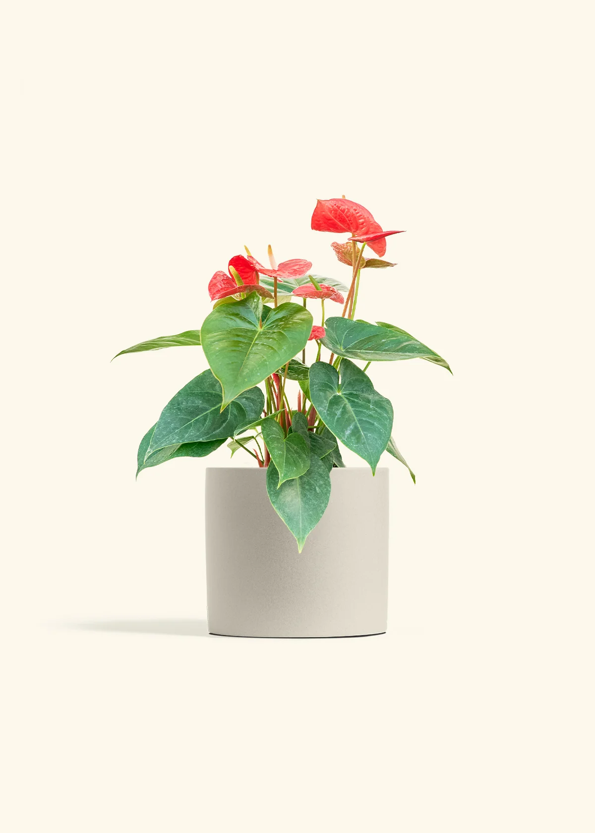 Anthurium 'Red Flamingo' - Image 14