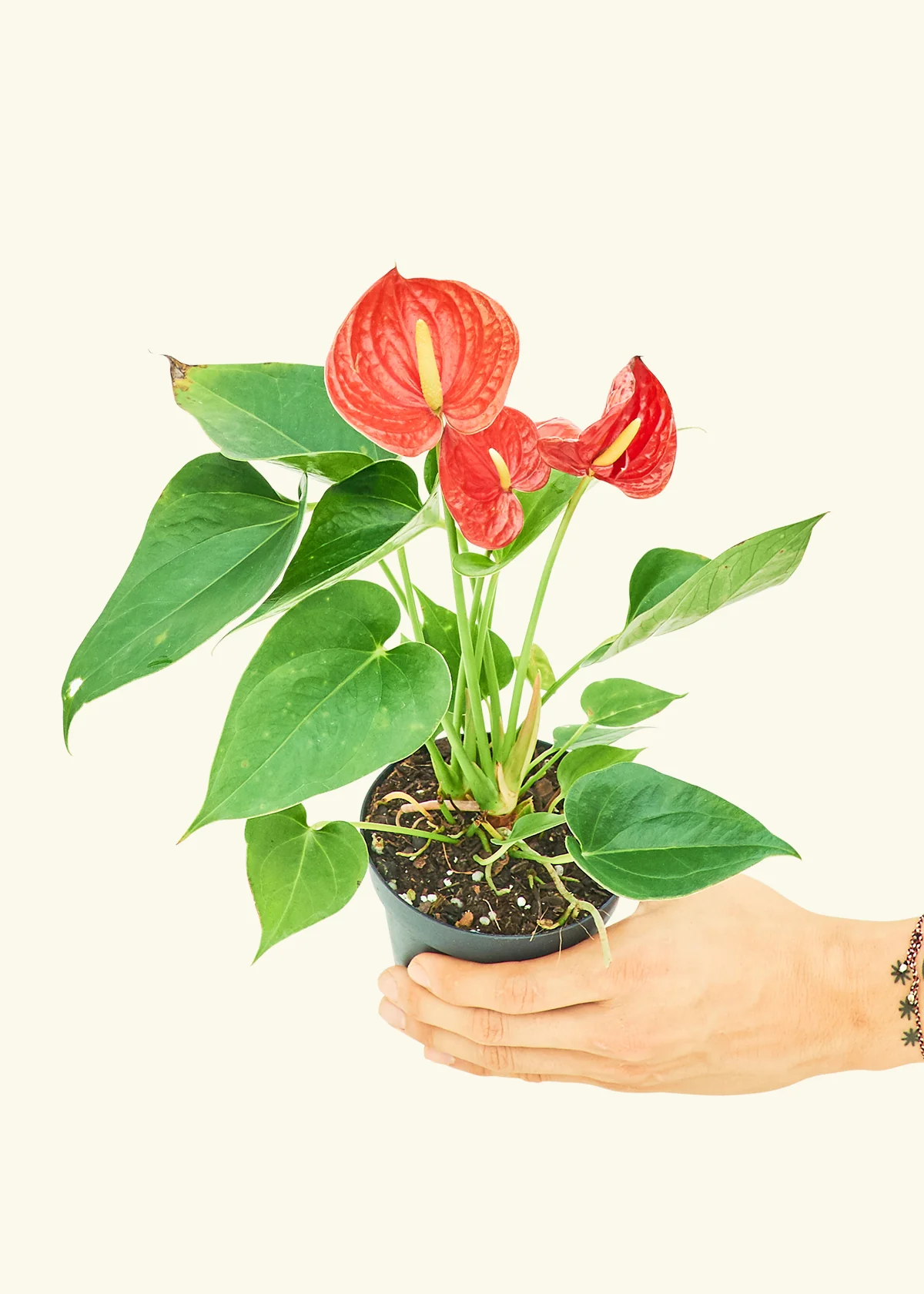 Anthurium 'Red Flamingo' - Image 3
