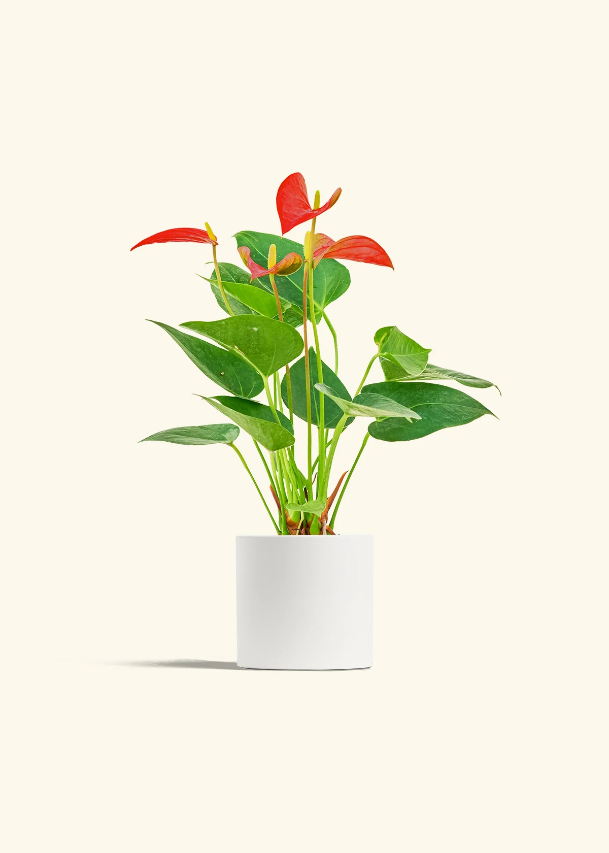 Anthurium 'Red Flamingo' - Image 4