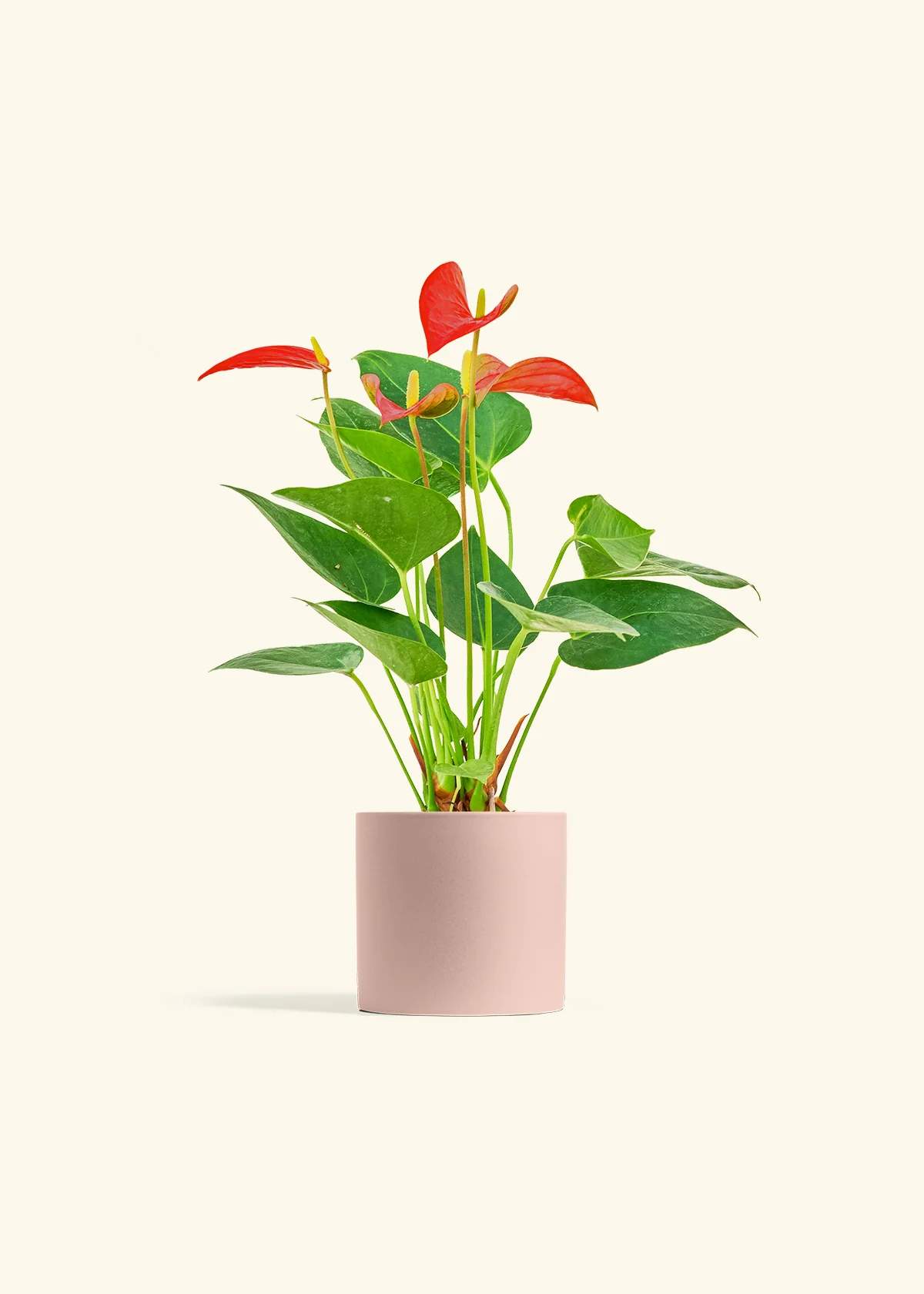 Anthurium 'Red Flamingo' - Image 5